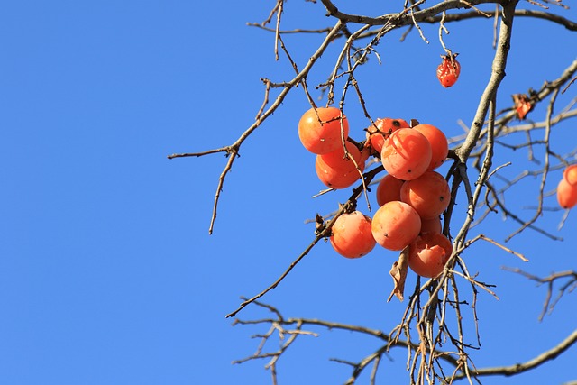 1. What Are Persimmons and Why Are They So Puzzling?